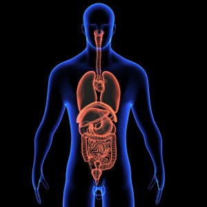 Whole-body protein synthesis