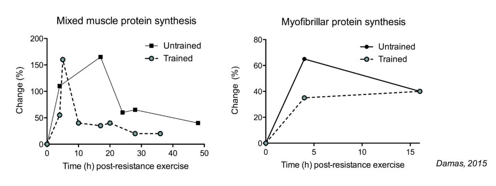 Muscle protein synthesis response over time modulated by training status