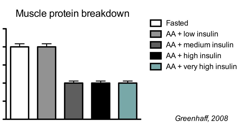 Muscle protein breakdown vs insulin and amino acids
