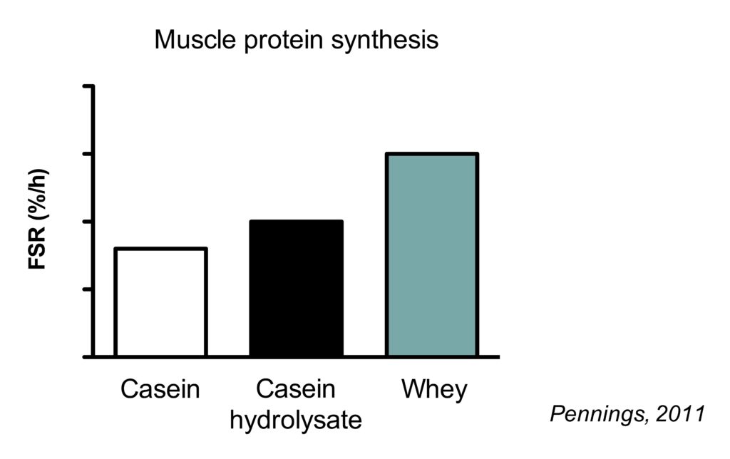 Whey vs casein vs casein hydrolysate