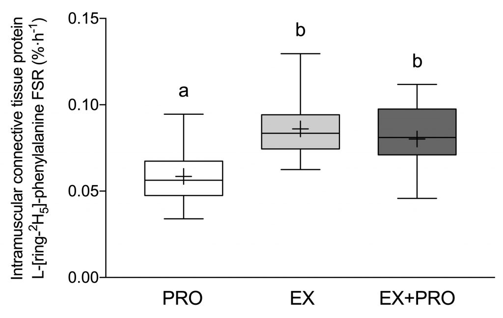 Muscle collagen protein synthesis