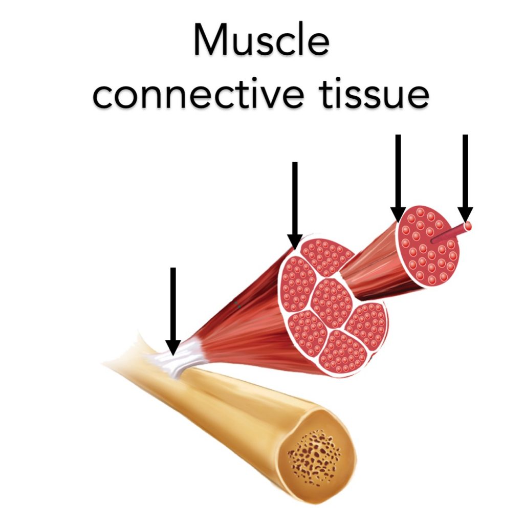 Muscle connective tissue