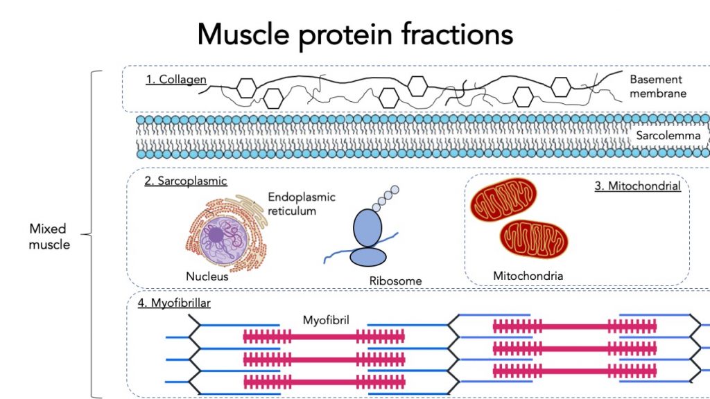 Muscle protein fractions; collagen, sarcoplasmic, mitochondrial, myofibrillar, mixed muscle