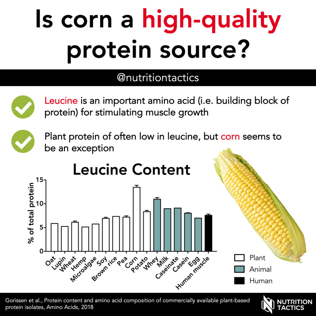 Is corn a high-quality protein source? Infographic
