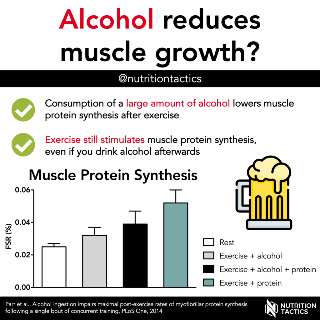 Alcohol reduces muscle protein synthesis and growth?