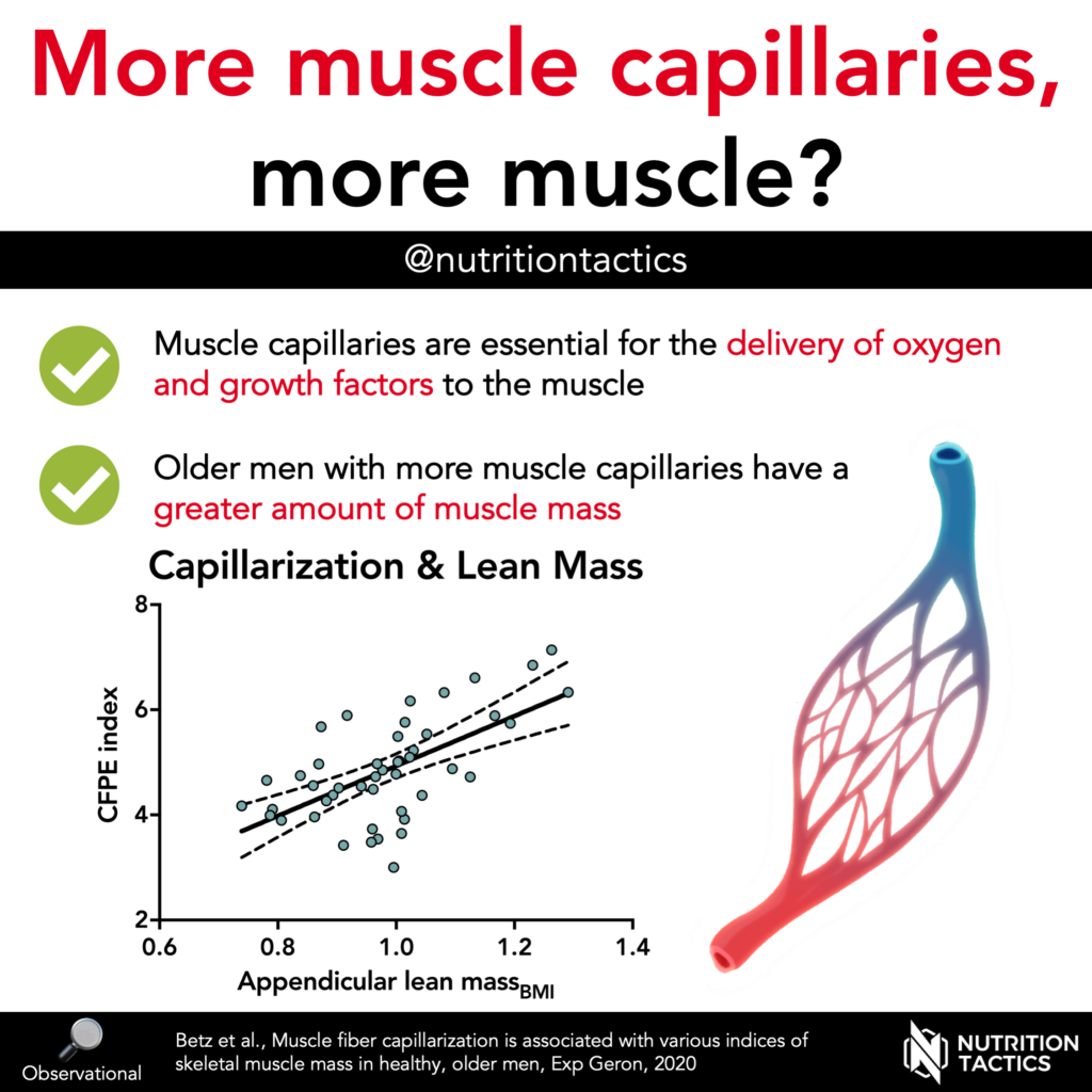 More muscle, more capillaries? Infographic