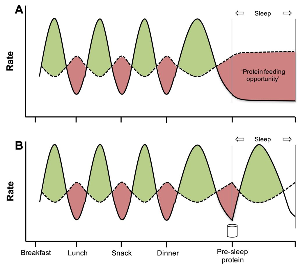 Pre-sleep protein feeding opportunity