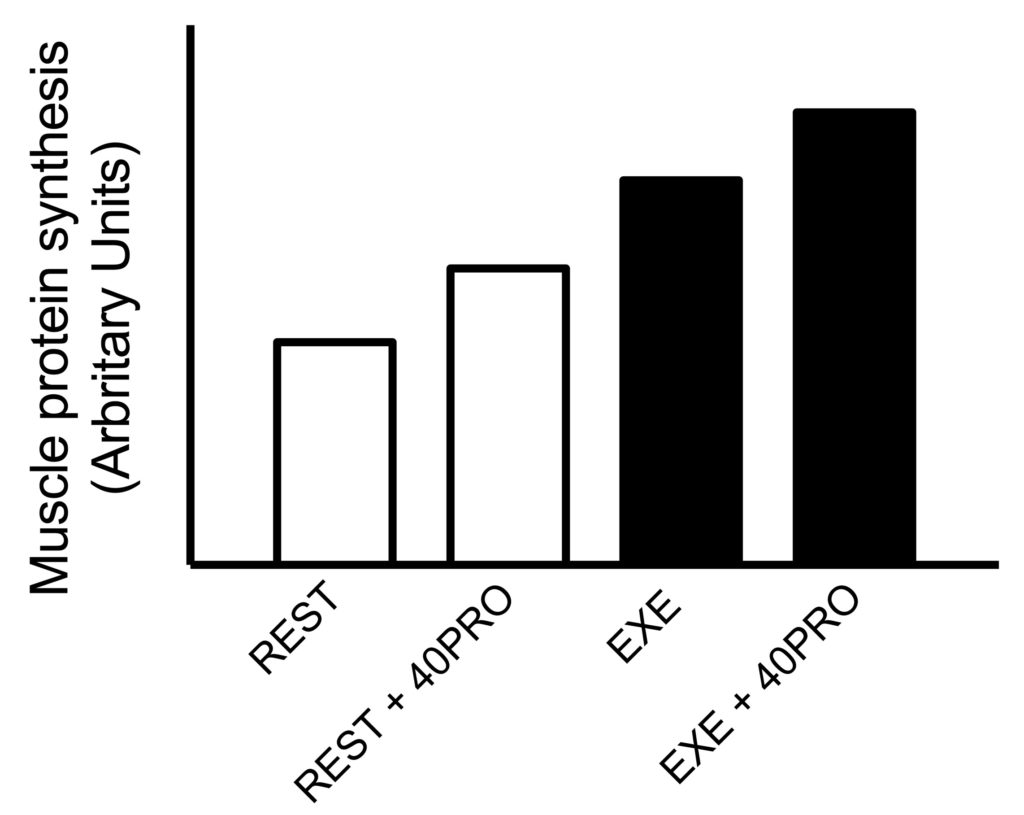 overnight muscle protein synthesis exercise