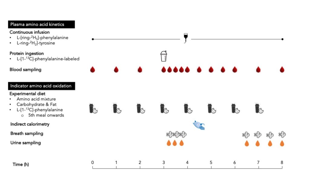 Experimental overview intrinsically labeled protein and IAAO technique