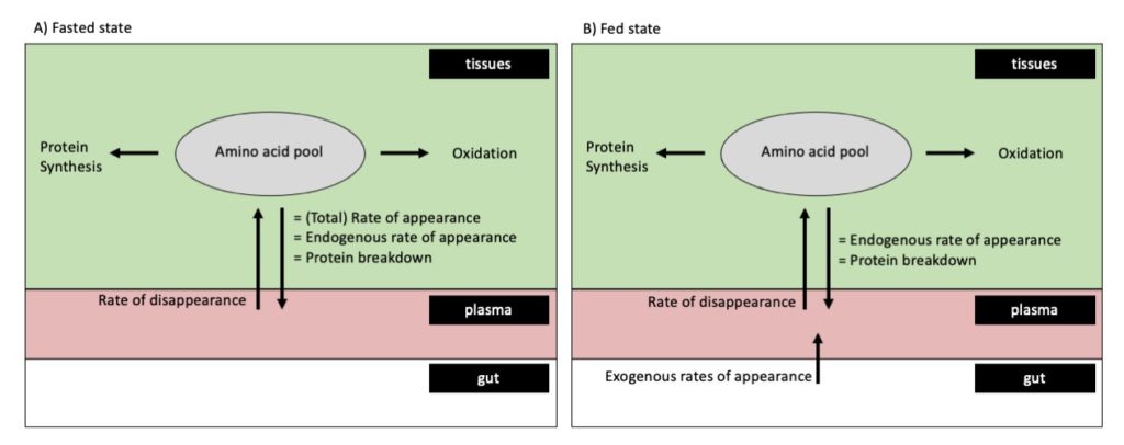 Protein synthesis in fasted and fed state