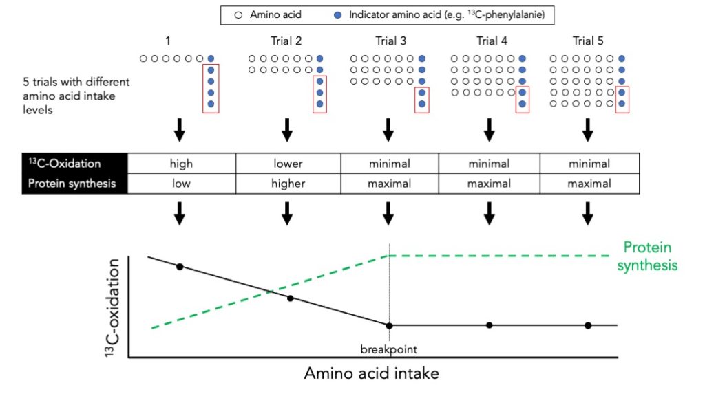 Indicator amino acid oxidation (IAAO) to determine protein requirements