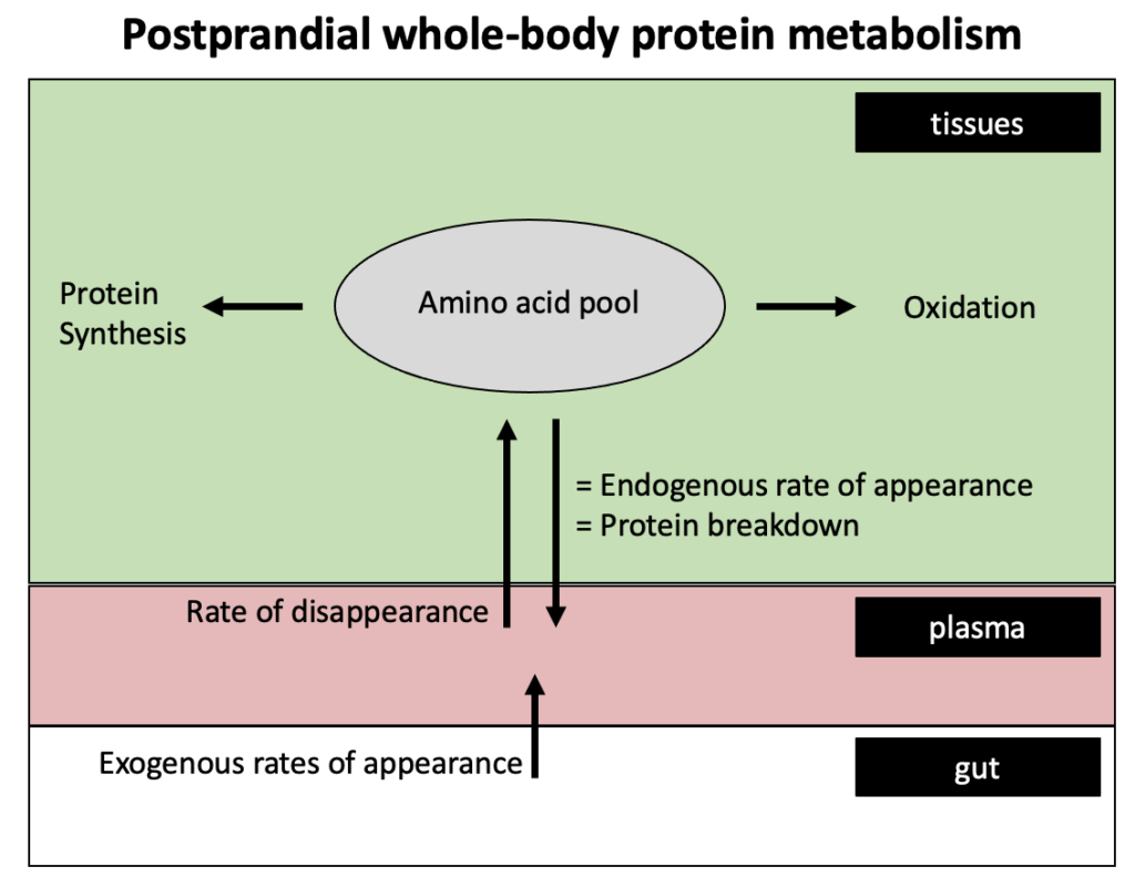 Postprandial whole-body protein synthesis
