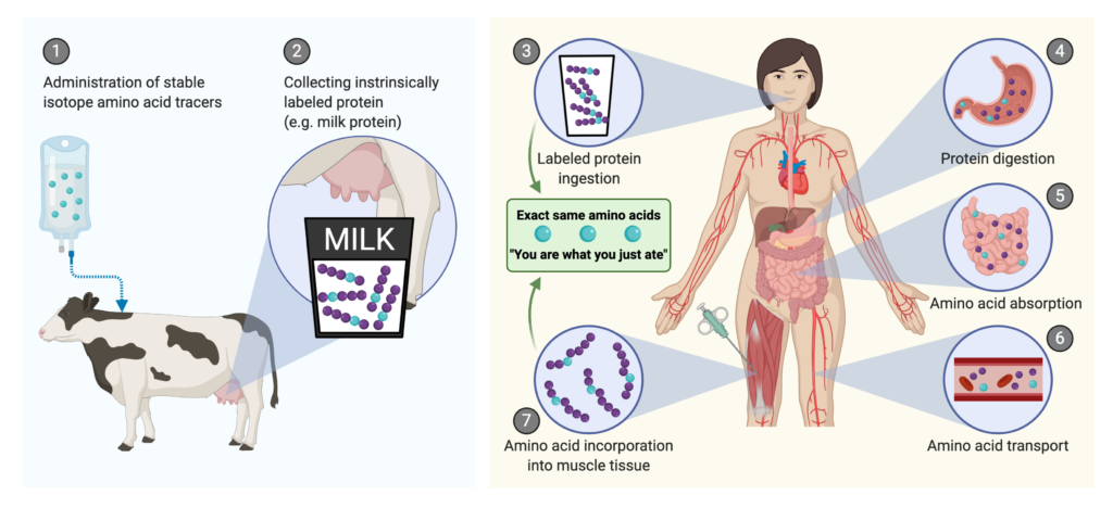Production and application of intrinsically labeled milk protein