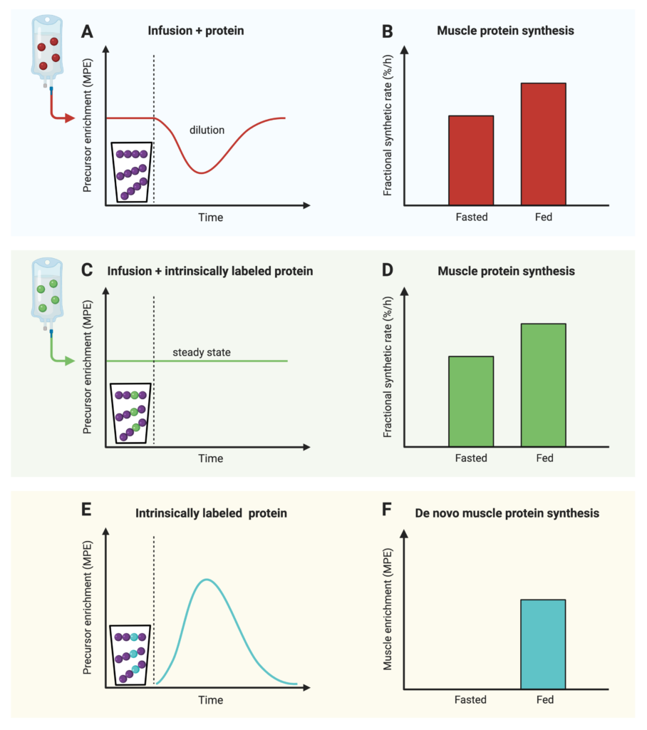 Fig 2 - Intrinsically labeled precursors