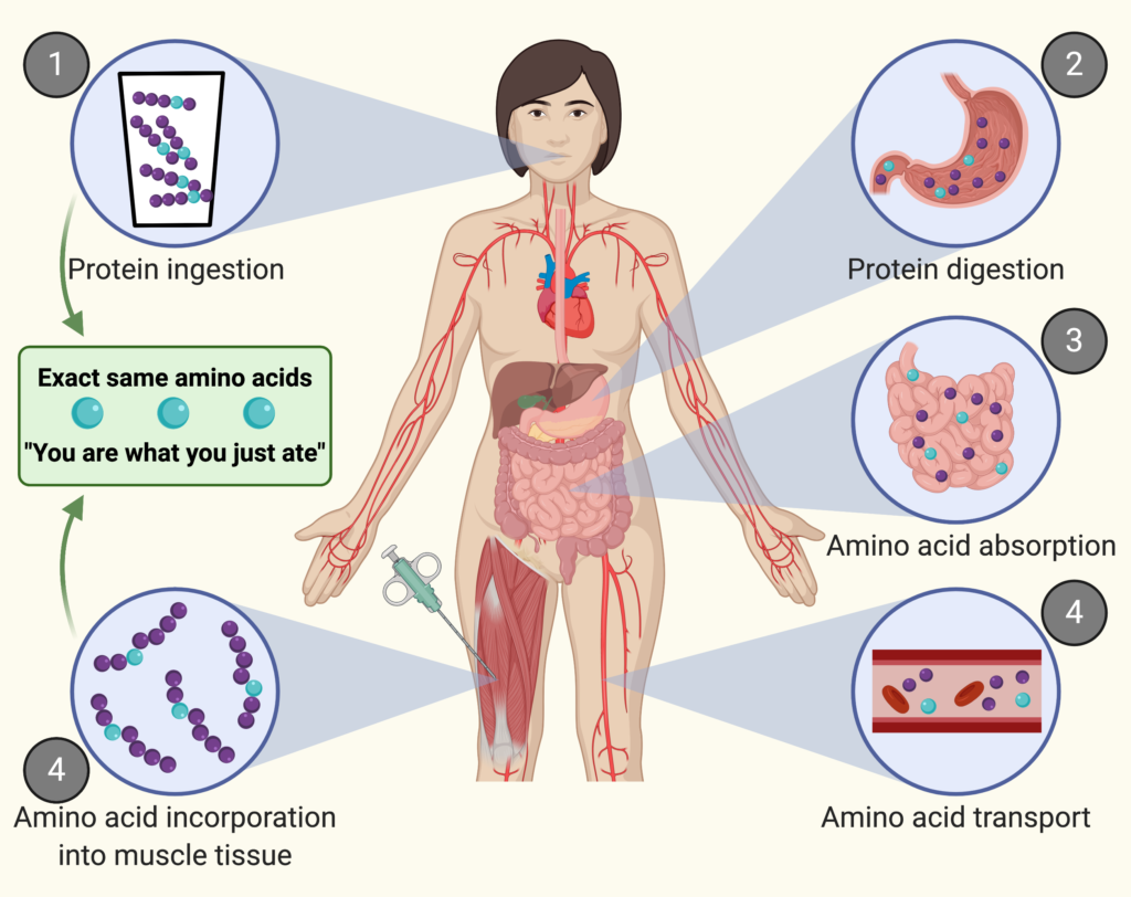 What is muscle protein synthesis? Figure from Trommelen et al. Proc Nutr Soc, 2021