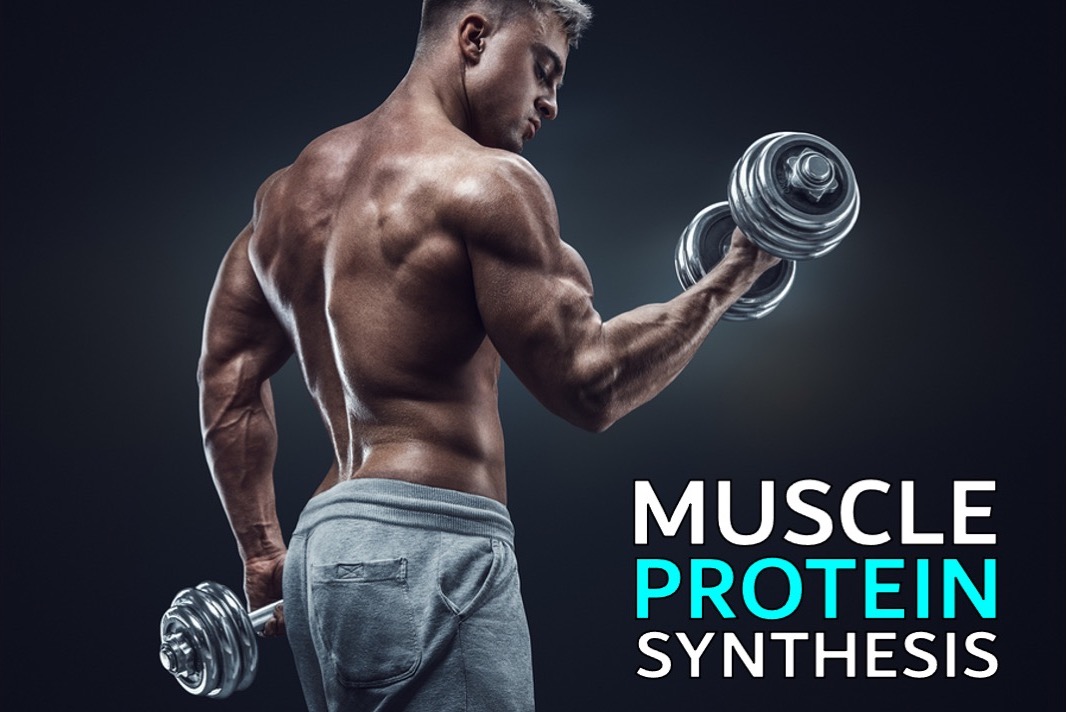 Regulation Of Muscle Protein Metabolism of L-Leucine Powder Regulation Of Muscle Protein Metabolism of L-Leucine Powder