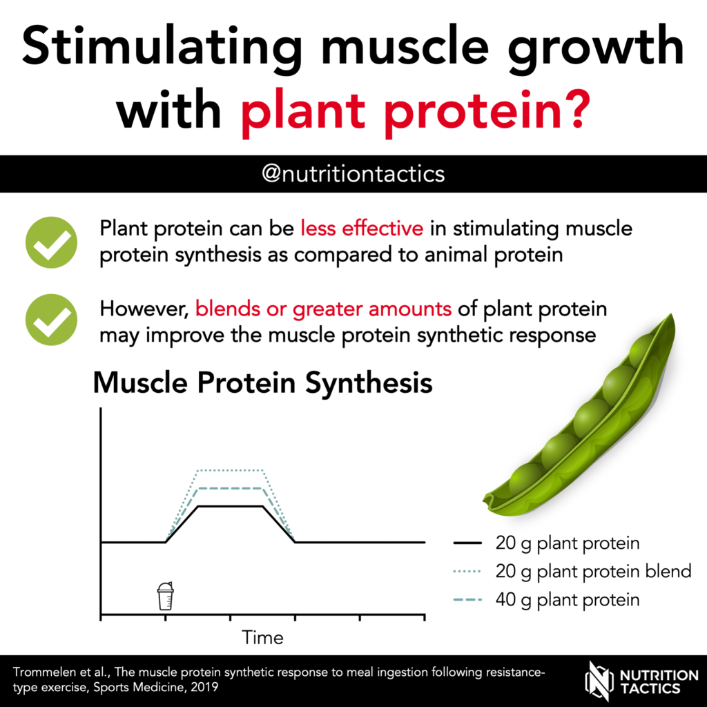 Infographic. Stimulating muscle growth with plant protein?
