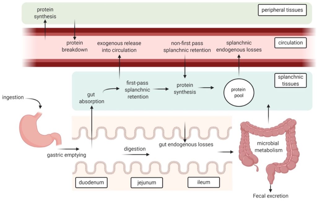 Protein and amino acid absorption in the gut