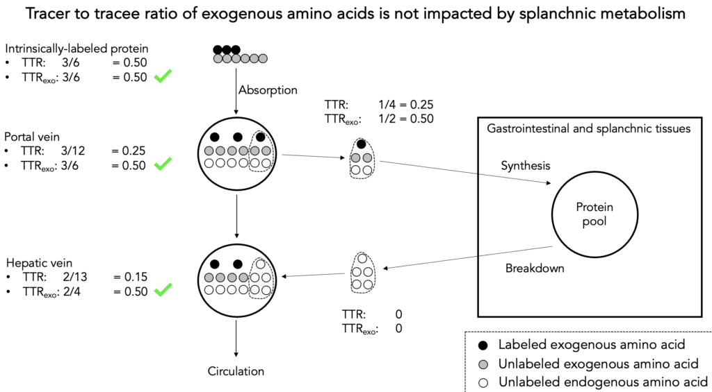 Intrinsically labeled protein gut absorption