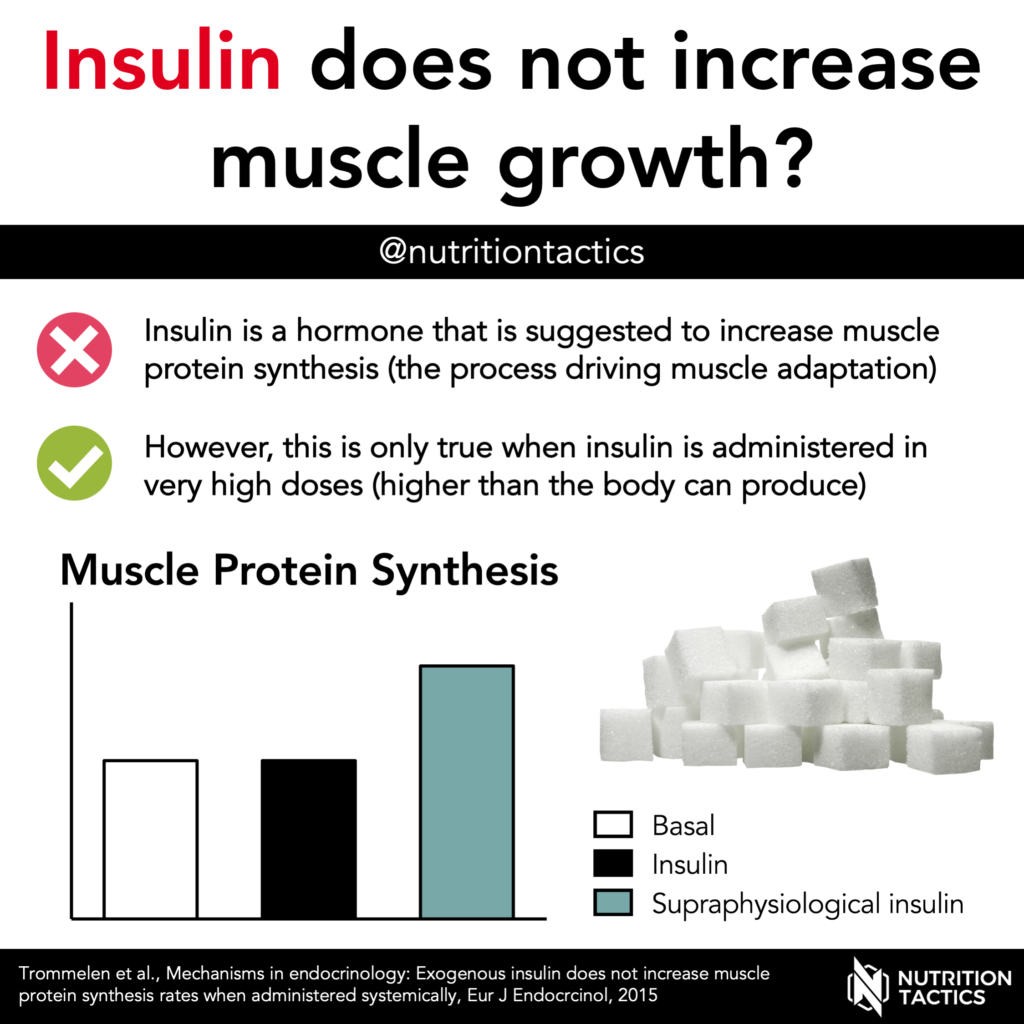 Insulin does not increase muscle growth?