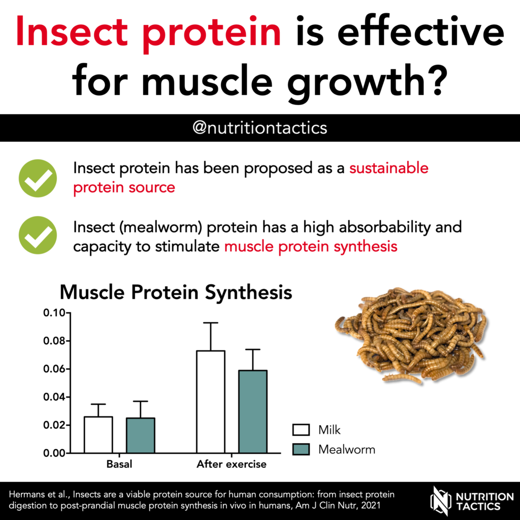 Insect protein is effective for muscle growth? Yes