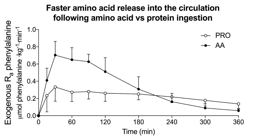 Free amino acids absorb more rapidly when compared to protein