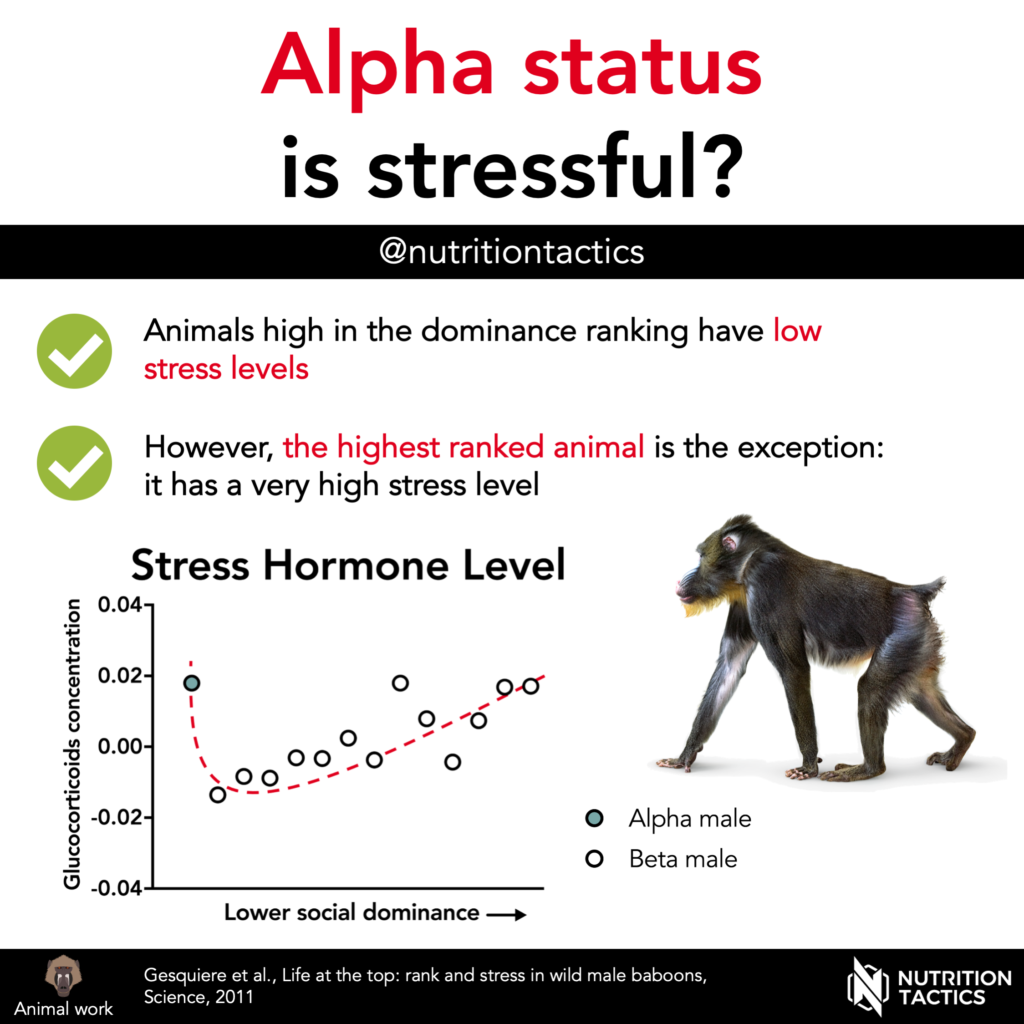 Alpha status is stressful? Yes