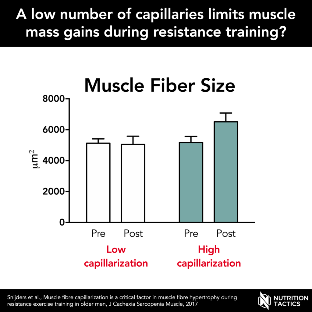 Muscle capillarization and muscle growth infographic.