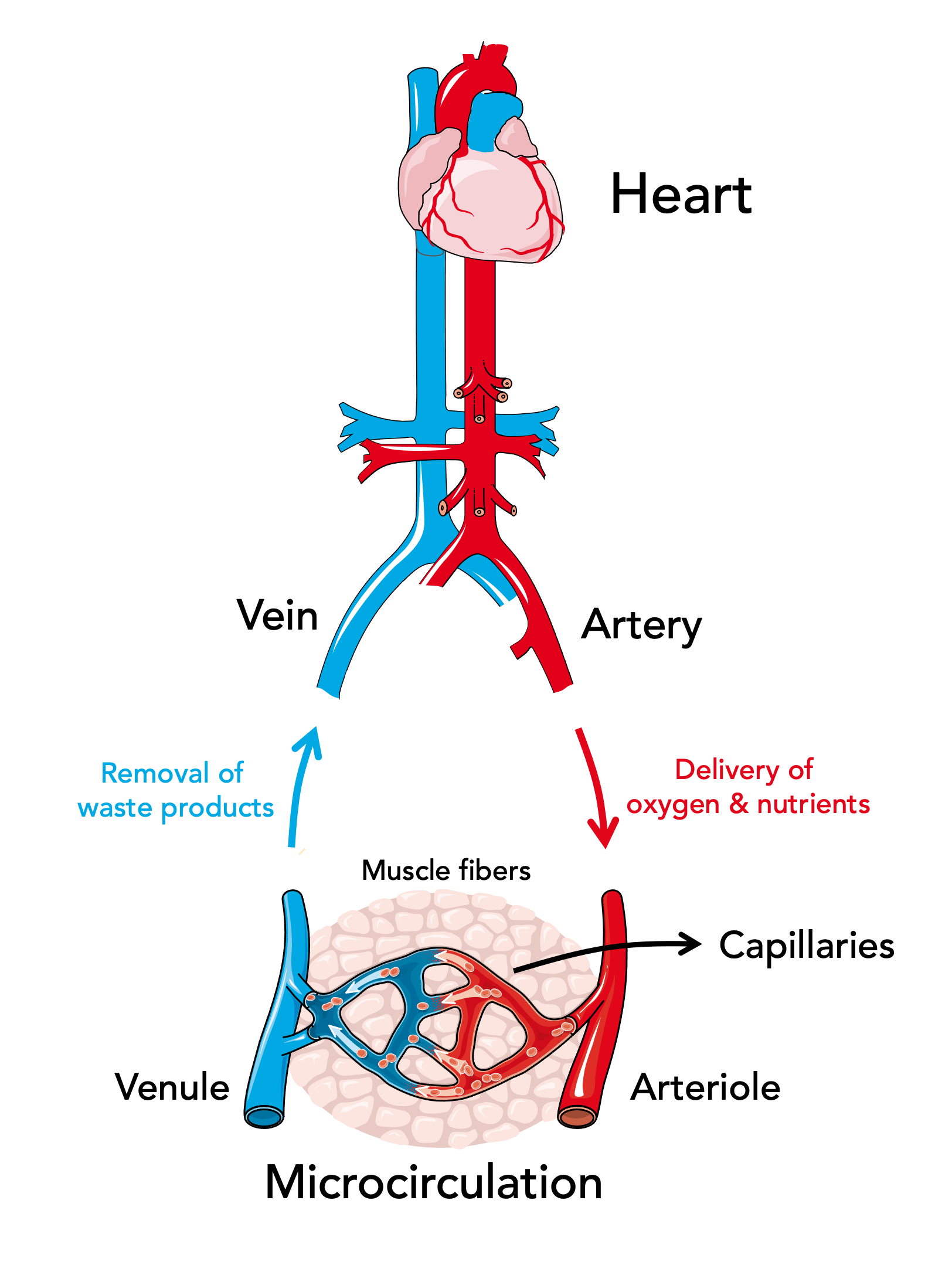 Blood Flow Restriction Training: Using Small Weight for Big Gains