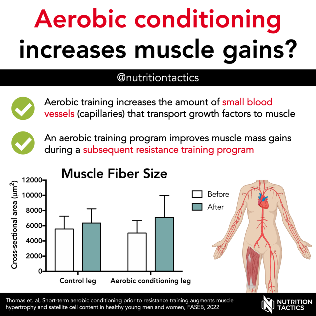 Aerobic conditioning increases muscle mass gains? Yes. Infographic