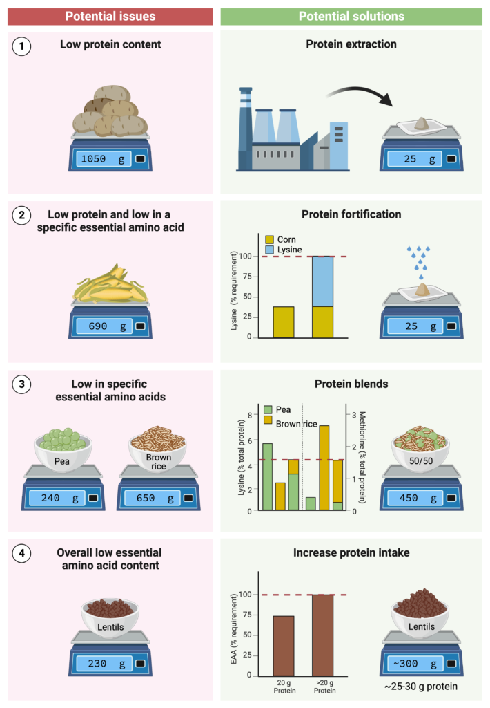 Plant protein issues and solutions infographic
