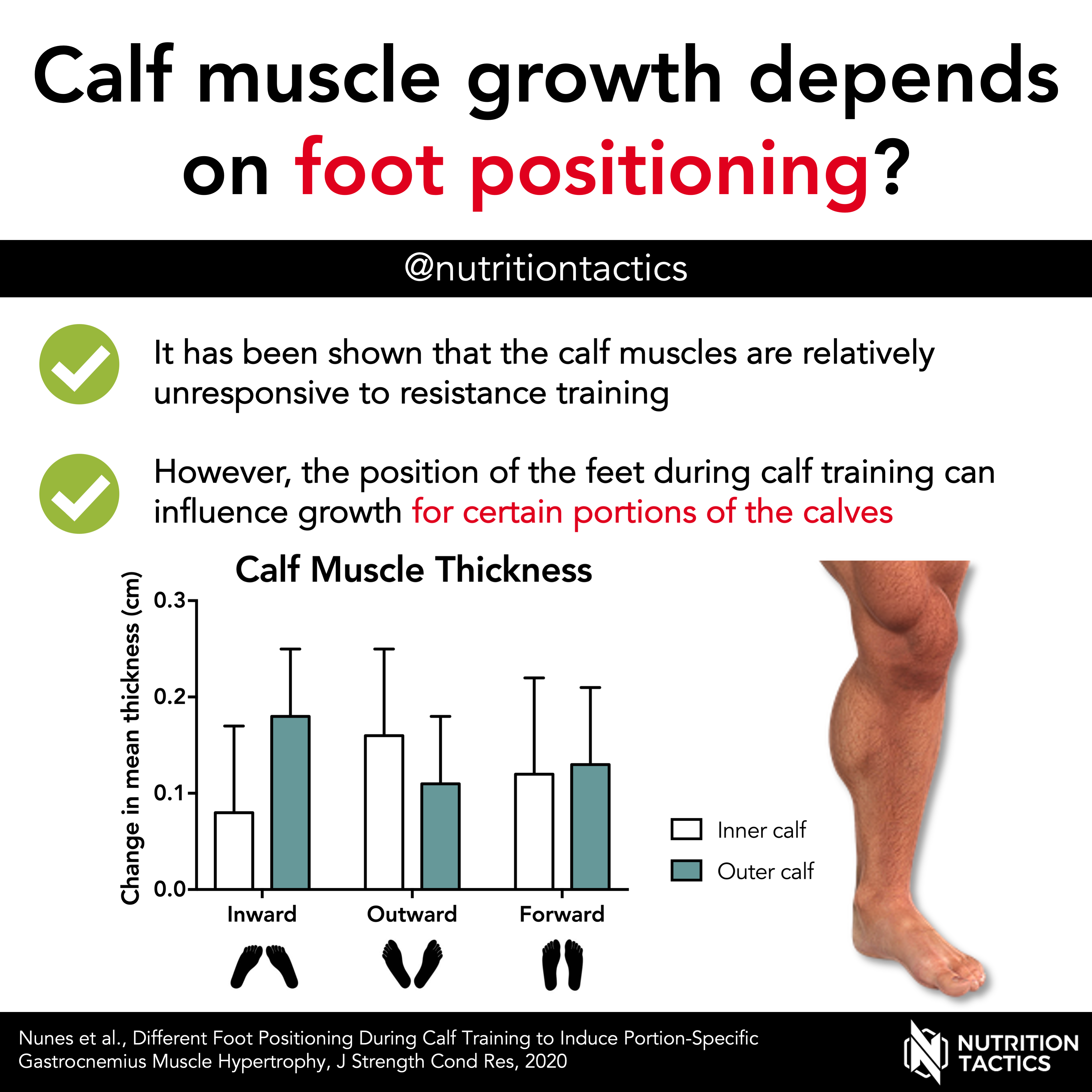 Calf muscle growth depends on foot positioning